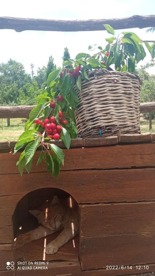 Etna, Salvia E Rosmarino Villa Maletto Ngoại thất bức ảnh